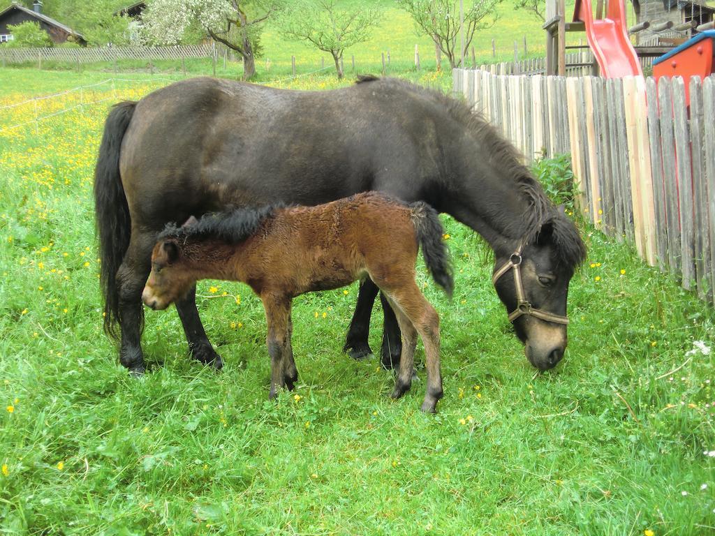 Feriendorf Ponyhof Fusch an der Grossglocknerstrasse Dış mekan fotoğraf
